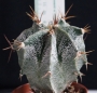 Астрофитум (Astrophytum)