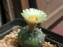 Астрофитум (Astrophytum asterias)