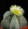 Астрофитум (Astrophytum myriostigma)