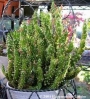 Аустроцилиндропунция (Austrocylindropuntia subulata monstrose)