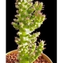 Аустроцилиндропунция (Austrocylindropuntia subulata monstrose)
