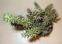 Аустроцилиндропунция (Austrocylindropuntia subulata monstrose)