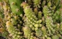 Аустроцилиндропунция (Austrocylindropuntia subulata monstrose)