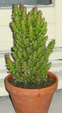 Аустроцилиндропунция (Austrocylindropuntia subulata monstrose)