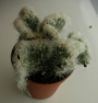 Аустроцилиндропунция (Austrocylindropuntia vestita forma cristata)
