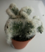 Аустроцилиндропунция (Austrocylindropuntia vestita forma cristata)