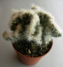 Аустроцилиндропунция (Austrocylindropuntia vestita forma cristata)