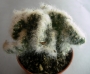 Аустроцилиндропунция (Austrocylindropuntia vestita forma cristata)