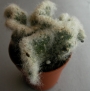 Аустроцилиндропунция (Austrocylindropuntia vestita forma cristata)