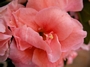 Азалия, градинска, Рододендрон, розова (Azalea Sabina, Rhododendron)
