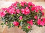 Азалия градинска, рододендрон, червена (Azalea Rhododendron)