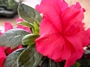 Азалия градинска, рододендрон, червена (Azalea Rhododendron)