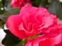 Азалия градинска, рододендрон, червена (Azalea Rhododendron)