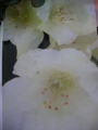 Азалия, градинска, Рододендрон, бяла (Azalea , Rhododendron)