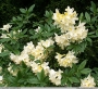 Азалия, градинска, Рододендрон бяла (Rhododendron Luteum Daviesii)