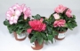 Азалия, градинска, Рододендрон, микс (Azalea indica, Rhododendron)