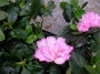 Азалия, градинска, Рододендрон, микс (Azalea indica, Rhododendron)