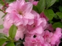 Азалия, градинска, Рододендрон, розов (Azalea, Rhododendron)