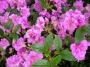 Азалия, градинска, Рододендрон, тъмнорозова (Azalea, Rhododendron)