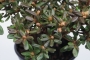 Азалия, рододендрон, лилав цвят (Azalia, Rhododendron)