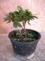 Азалия, розова, малка (Azalea)