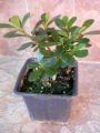 Азалия, розова, малка (Azalea)