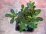 Азалия, розова, малка (Azalea)