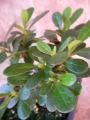 Азалия, розова, малка (Azalea)