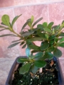 Азалия, розова, малка (Azalea)