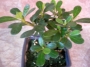 Азалия, розова, малка (Azalea)