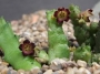 Байнезия (Baynesia lophophora)