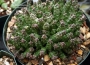 Байнезия (Baynesia lophophora)