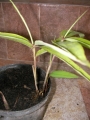 Бамбук (Bambusa)