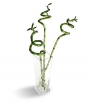 Драцена сандериана, Бамбук на щастието (Dracaena Sanderiana, Lucky bamboo)