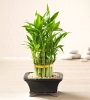 Драцена сандериана, Бамбук на щастието (Dracaena Sanderiana, Lucky bamboo)