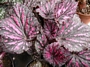 Бегония (Begonia)