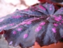 Бегония (Begonia)