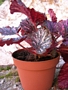 Бегония (Begonia)