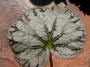 Бегония (Begonia)