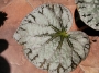 Бегония (Begonia)