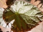 Бегония (Begonia)