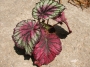 Бегония (Begonia)