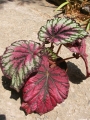 Бегония (Begonia)