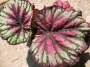 Бегония (Begonia)