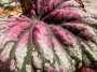 Бегония (Begonia)