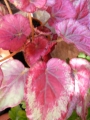 Бегония (Begonia)