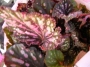 Бегония (Begonia)