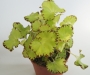 Бегония (Begonia)
