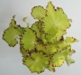 Бегония (Begonia)