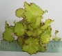 Бегония (Begonia)